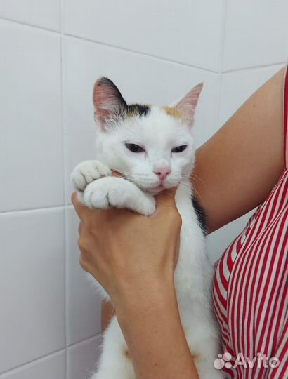 Спокойная кошечка