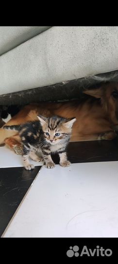 Котенок в добрые руки