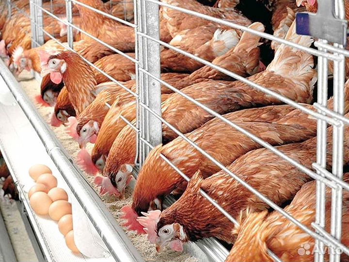 Куры несушки