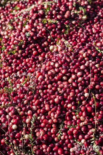 Клюква свежая с бесплатной доставкой от 10л