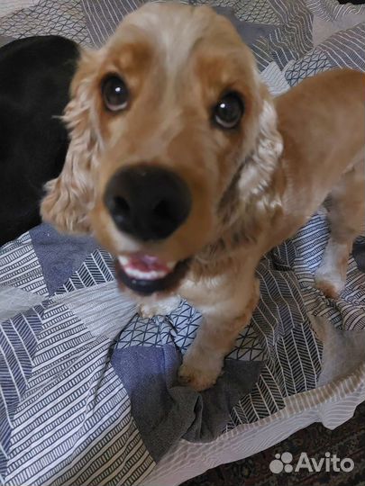 Отдам в добрые руки