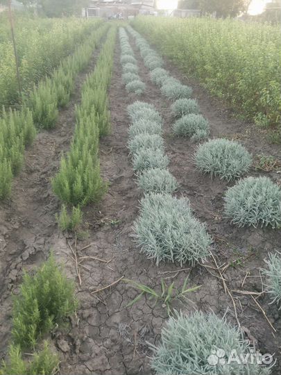 Растения саженцы