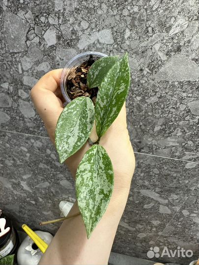 Хойи часть 2