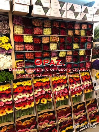 Метровые розы Розы 1,5 метра Розы высокие 150 см