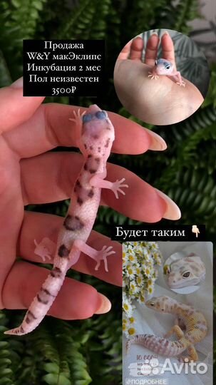 Эублефар