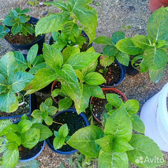 Гортензия крупнолистная, двухлетка