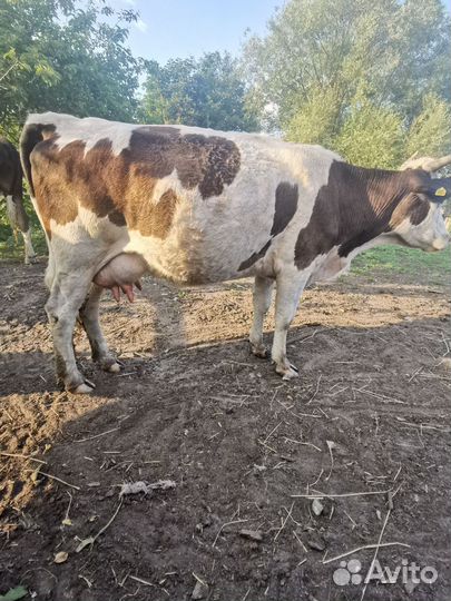 Продам молочных коров