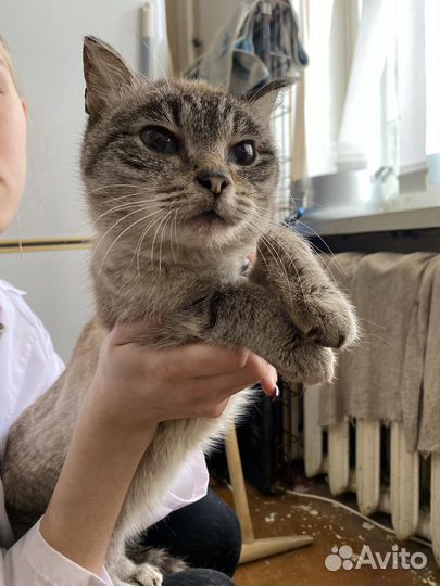 В поисках дома