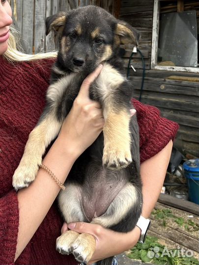 Щенки бесплатно в добрые руки