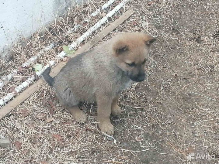 Домашние животные собаки щенки
