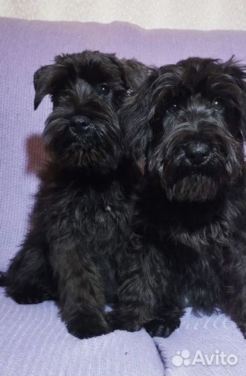 Цвергшнауцер щенки