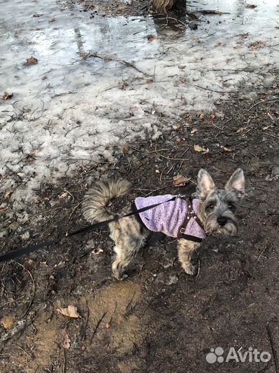 Няня для собак