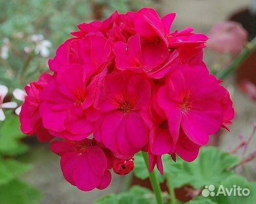 Пеларгония герань