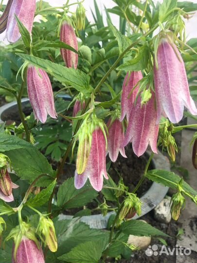 Садовые цветы и растения