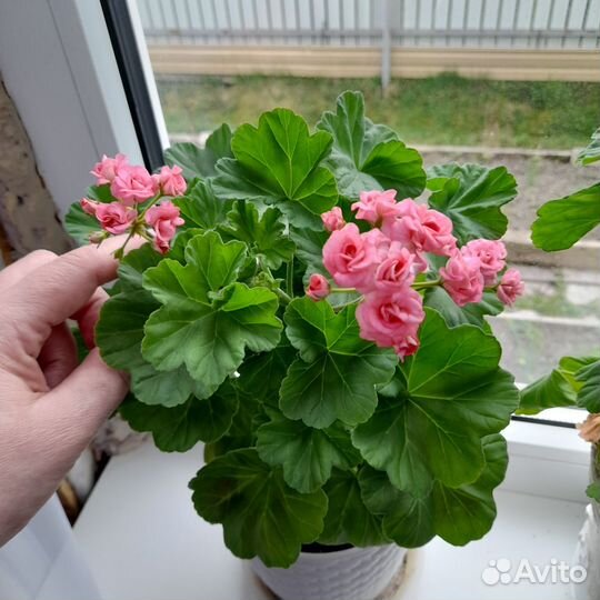 Пеларгония C.A Rose