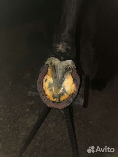 Коваль лошадей