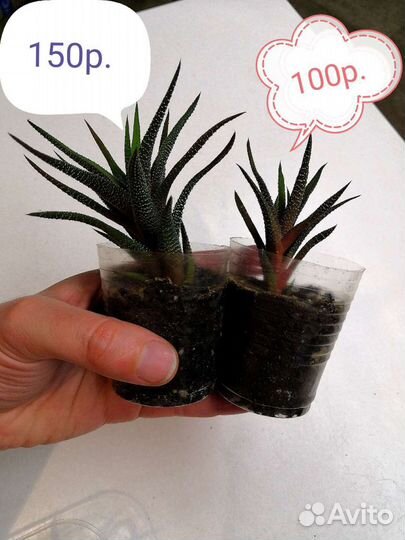 Сортовая пеларгон red rambler, хавортия, Эпипремну