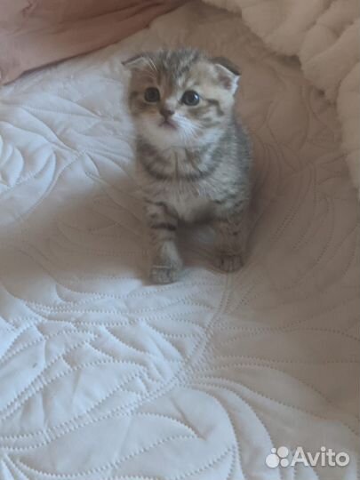 Шотландские котята