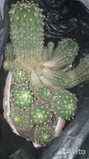 Кактусята детки