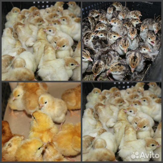 Бройлер/перепел/породная птица