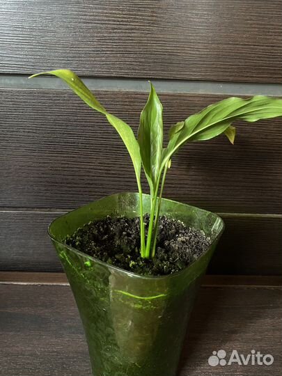 Спатифиллум