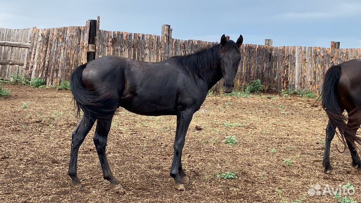 Вороной жеребец