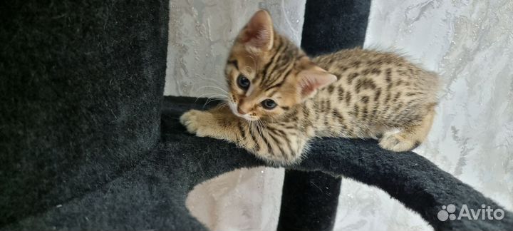 Бенгальские котята