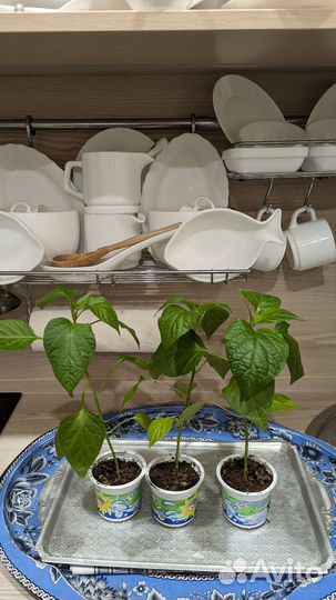 Домашний перец 