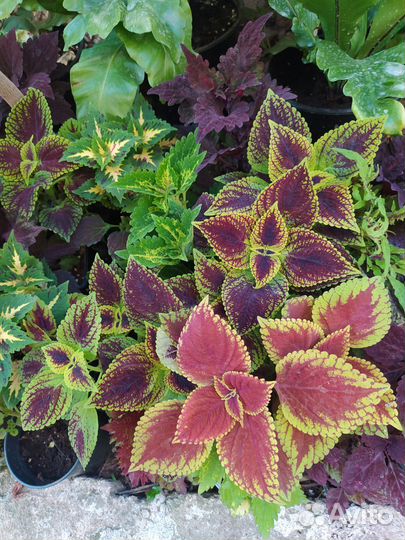 Колеусы сортовые. Цветы для дома и сада
