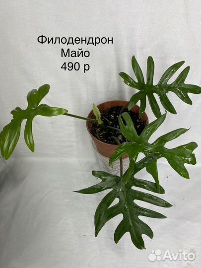 Филодендрон