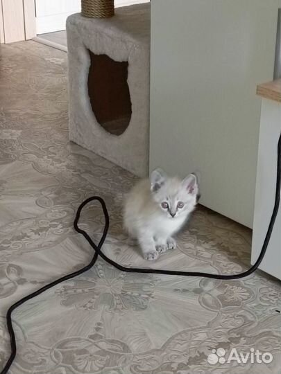 Отдам в добрые руки