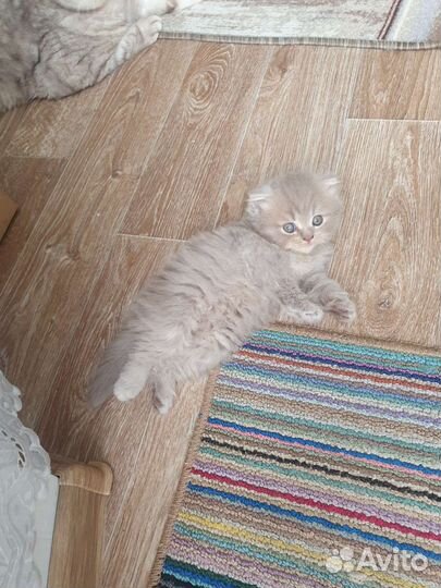Котята Бриташки