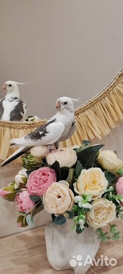 Попугай Корелла