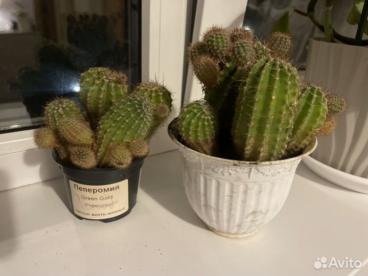Кактус
