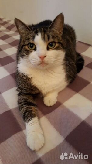 Кошка в хорошие руки