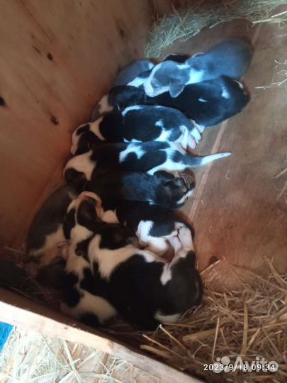 Щенки Бигль