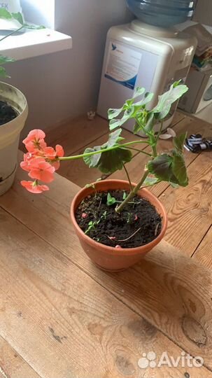 Герань Цветущая