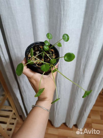 Пилея пеперомиевидная