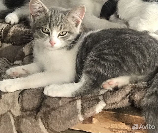 Котята