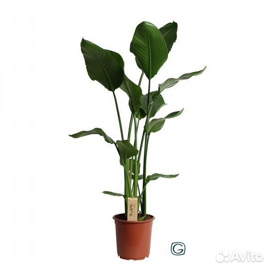 Растения для гостиной