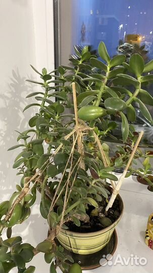 Толстянка (денежное дерево)