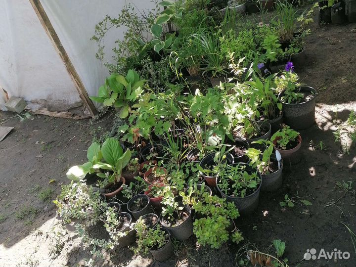 Многолетние садовые растения