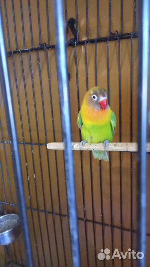 Попугай неразлучник