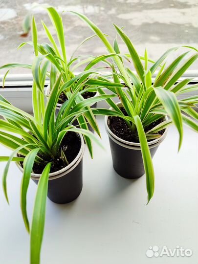 Хлорофитум