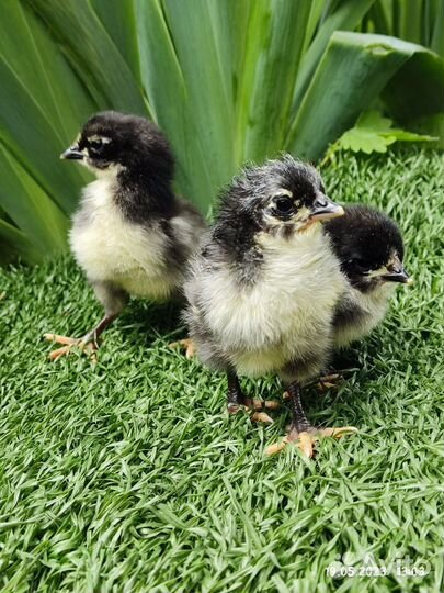 Куры цыплята
