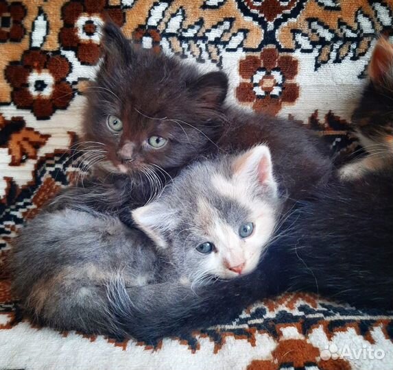 Котята в добрые руки бесплатно