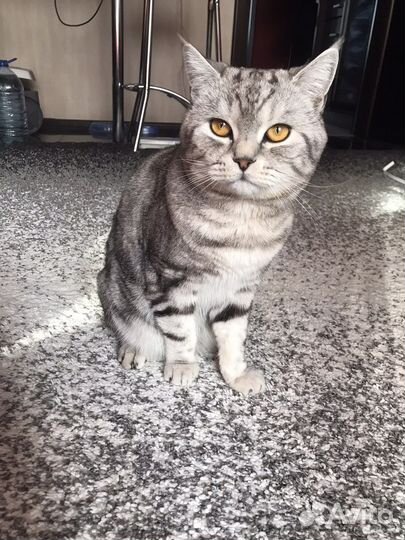 Кот на вязку