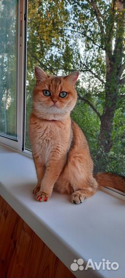 Шотланская кошка