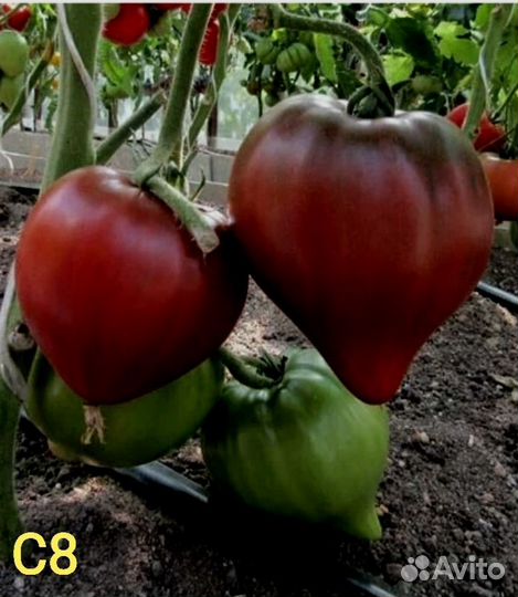 Помидор редкие сорта, рассада