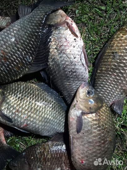 Свежий карась